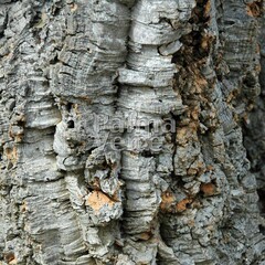Bomen-trees Quercus suber - Kurkeik