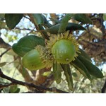 Bomen-trees Quercus suber - Cork oak