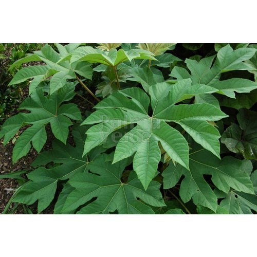 Blad-leaf Tetrapanax papyrifera Steroidal Giant - Rijstpapierplant - Rijstpapierboom