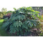 Blad-leaf Tetrapanax papyrifera Steroidal Giant - Arbre à papier de riz