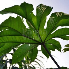 Blad-leaf Tetrapanax papyrifera Steroidal Giant - Rijstpapierplant - Rijstpapierboom