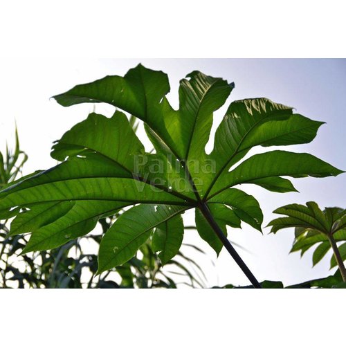 Blad-leaf Tetrapanax papyrifera Steroidal Giant - Rijstpapierplant - Rijstpapierboom