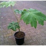 Blad-leaf Tetrapanax papyrifera Steroidal Giant - Rijstpapierplant - Rijstpapierboom