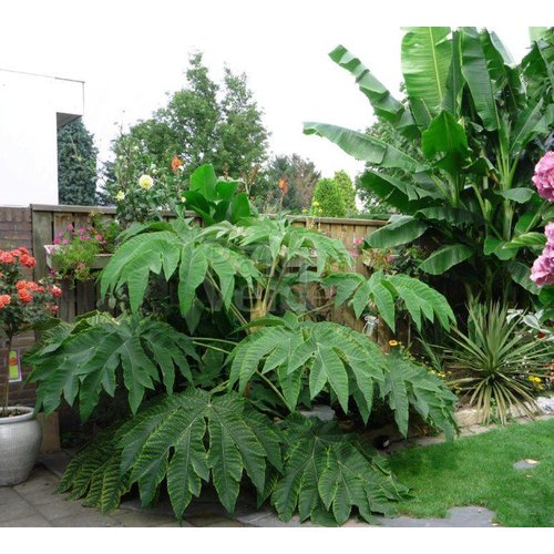 Blad-leaf Tetrapanax papyrifera Steroidal Giant - Rice paper plant - Rice paper tree