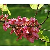 Bloemen-flowers Cercis siliquastrum - Judas tree