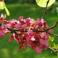 Bloemen-flowers Cercis siliquastrum - Judasboom