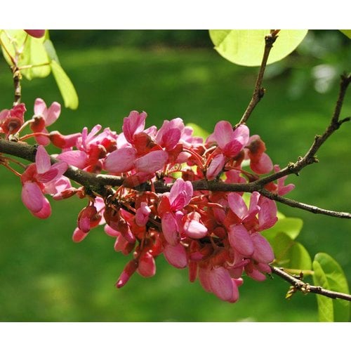 Bloemen-flowers Cercis siliquastrum - Judas tree