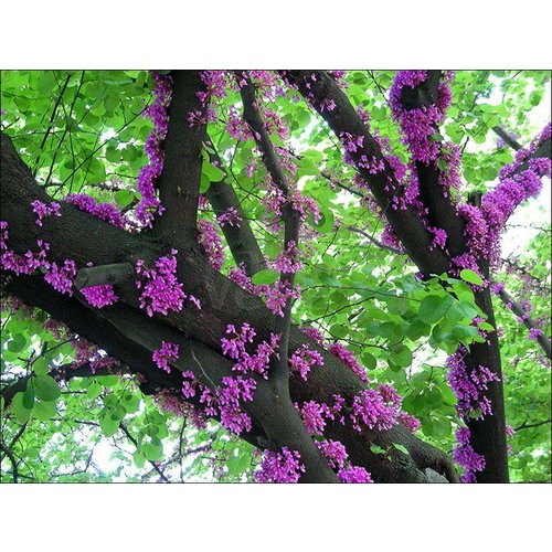 Bloemen-flowers Cercis siliquastrum - Judas tree