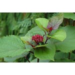 Bloemen-flowers Clerodendrum bungei - Pindakaasplant