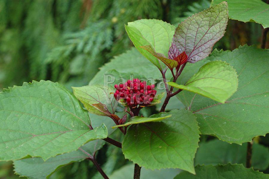 Clerodendrum bungei Palma Verde Exoten V.O.F.