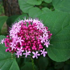 Bloemen-flowers Clerodendrum bungei - Peanut butter plant