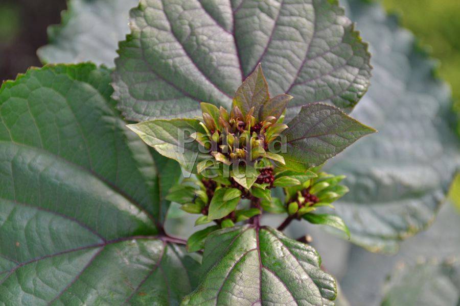 Clerodendrum bungei Palma Verde Exoten V.O.F.