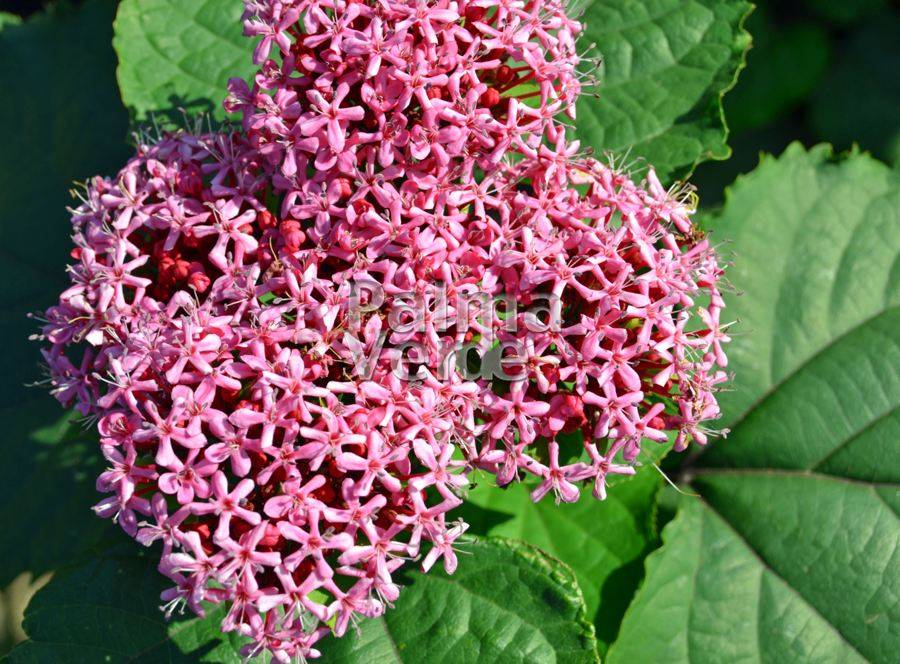 Clerodendrum bungei Palma Verde Exoten V.O.F.