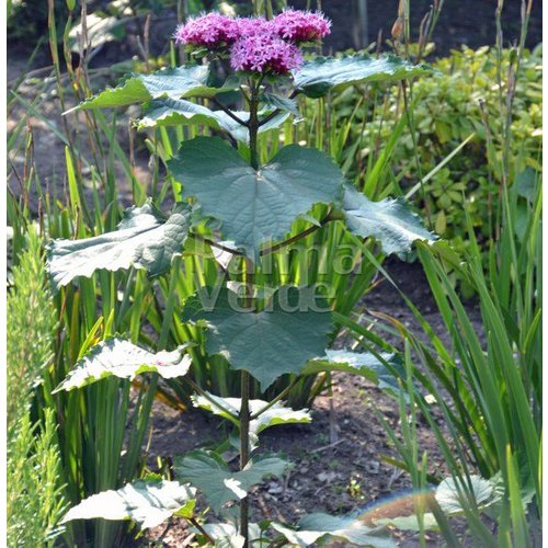 Bloemen-flowers Clerodendrum bungei - Peanut butter plant