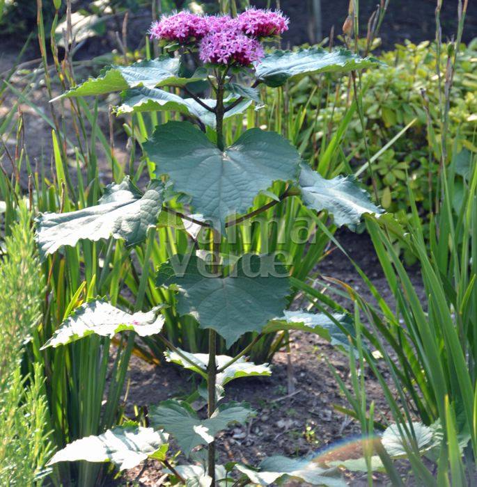 Clerodendrum bungei Palma Verde Exoten V.O.F.