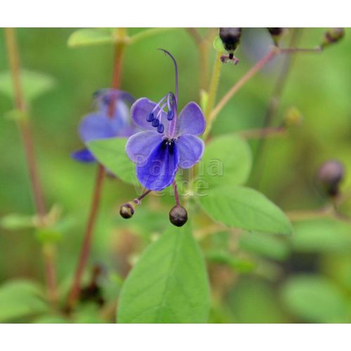 Bloemen-flowers Clerodendrum ugandense - Kansenboom