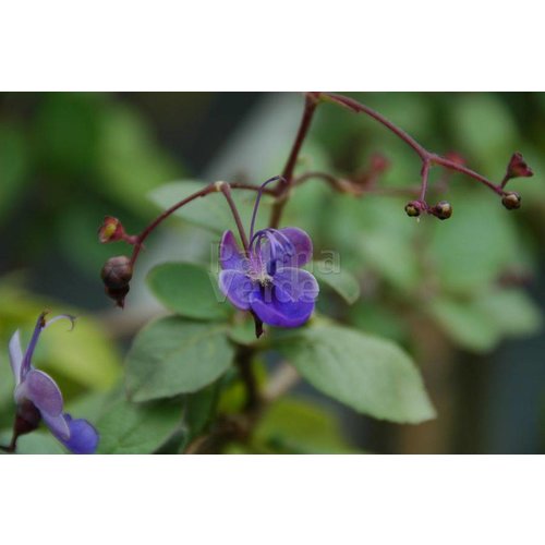 Bloemen-flowers Clerodendrum ugandense