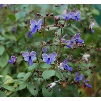 Bloemen-flowers Clerodendrum ugandense - Kansenboom