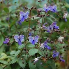 Bloemen-flowers Clerodendrum ugandense - Uganda glorybower