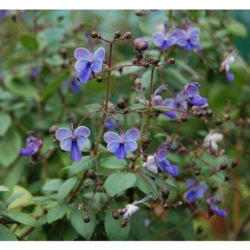 Bloemen-flowers Clerodendrum ugandense