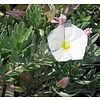 Bloemen-flowers Convolvulus cneorum - Zilverwinde