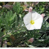 Bloemen-flowers Convolvulus cneorum