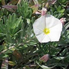 Bloemen-flowers Convolvulus cneorum - Zilverwinde