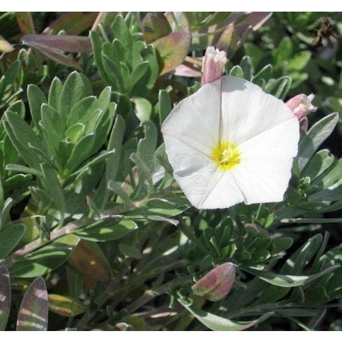 Bloemen-flowers Convolvulus cneorum