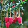 Bloemen-flowers Crinodendron hookerianum - Chilean lantern tree