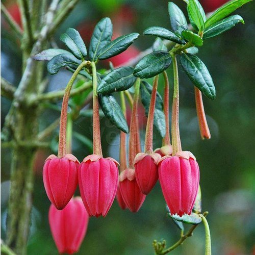 Bloemen-flowers Crinodendron hookerianum - Chileense lantaarn