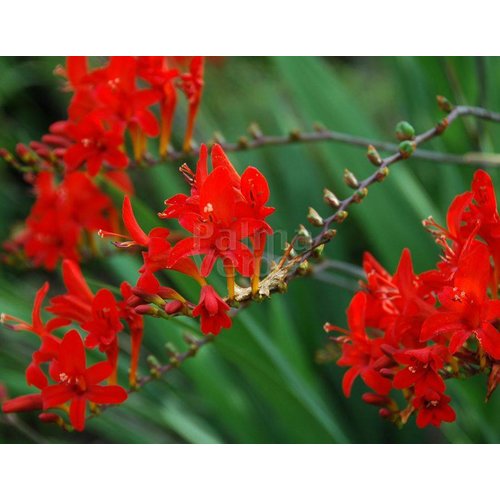 Bloemen-flowers Crocosmia Lucifer - Monbretia