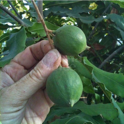 Eetbare tuin-edible garden Macadamia integrifolia - Macadamia nut tree