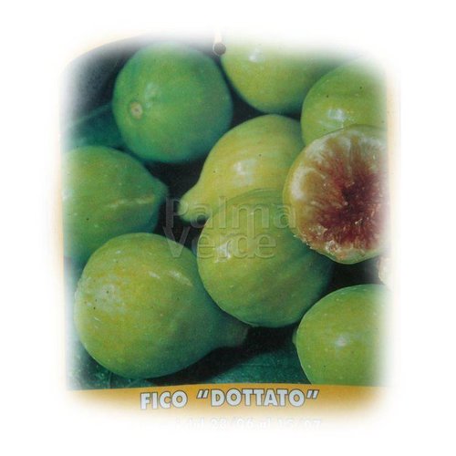 Eetbare tuin-edible garden Ficus carica Dottato - Fig tree