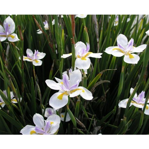 Bloemen-flowers Dietes grandiflora - African iris