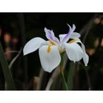 Bloemen-flowers Dietes grandiflora - African iris