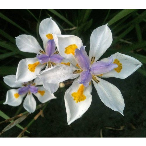 Bloemen-flowers Dietes grandiflora - African iris