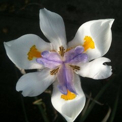 Bloemen-flowers Dietes grandiflora - Afrikaanse iris