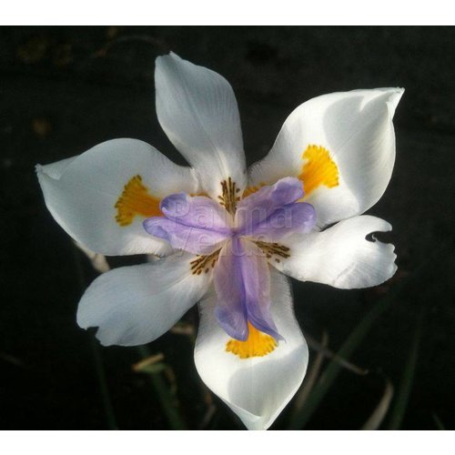 Bloemen-flowers Dietes grandiflora - African iris