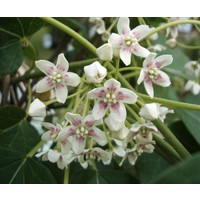 Bloemen-flowers Dregea sinensis - Wattakaka sinensis