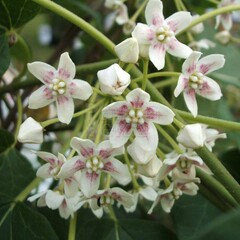 Bloemen-flowers Dregea sinensis - Wattakaka sinensis