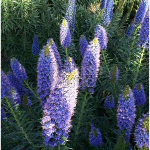 Bloemen-flowers Echium fastuosum - Pride of Madeira