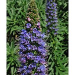 Bloemen-flowers Echium fastuosum - Echium de Madère