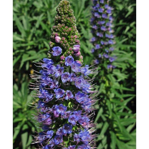 Bloemen-flowers Echium fastuosum - Echium de Madère