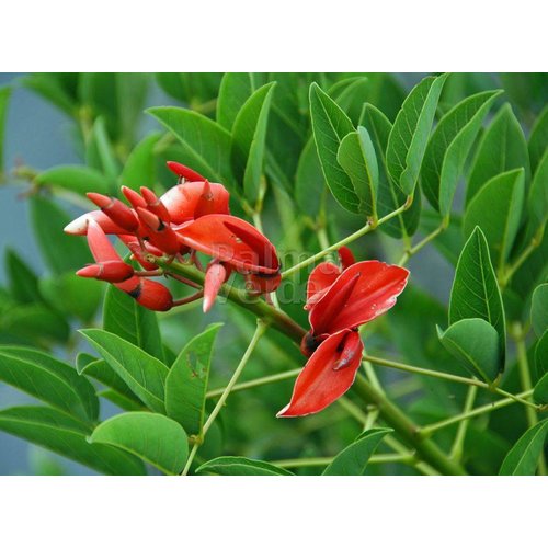 Bloemen-flowers Erythrina crista-galli - Coral bush - Coral tree