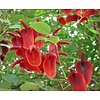 Bloemen-flowers Erythrina crista-galli - Coral bush - Coral tree