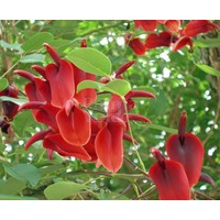 Bloemen-flowers Erythrina crista-galli - Arbre de ceibo