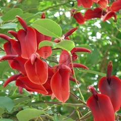 Bloemen-flowers Erythrina crista-galli - Koraalstruik - Koraalboom