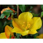 Bloemen-flowers Fremontodendron californicum - Flanelstruik