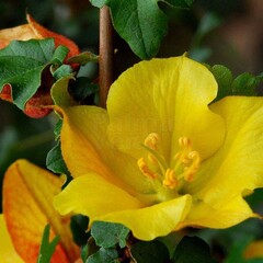 Bloemen-flowers Fremontodendron californicum - Flanelstruik