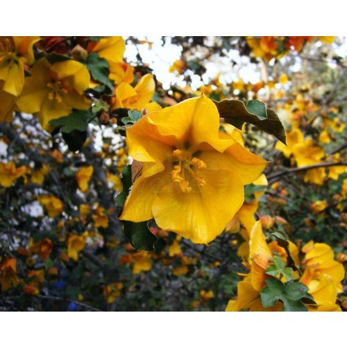 Bloemen-flowers Fremontodendron californicum - Flanelstruik